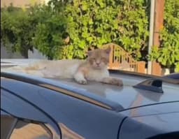 Говорят, в каждой женщине живёт кошечка image preview