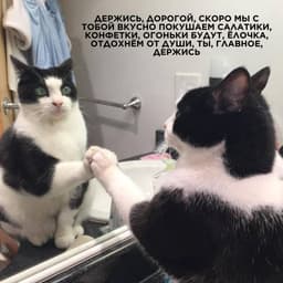 У кого состояние «этот кот»? image preview