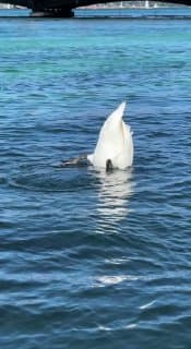 Иногда жопа - это прекрасно. image preview