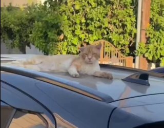 Говорят, в каждой женщине живёт кошечка image preview