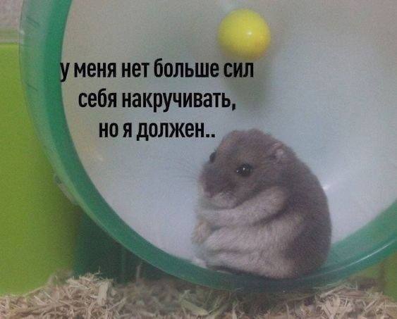 🤣 Внутренний хомяк-перфекционист. image preview