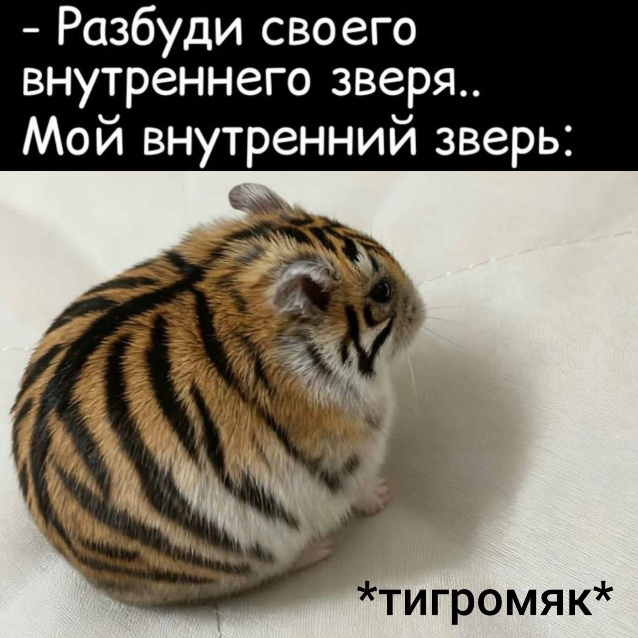 🦁🌶 Львица, тигрица, императрица… image preview