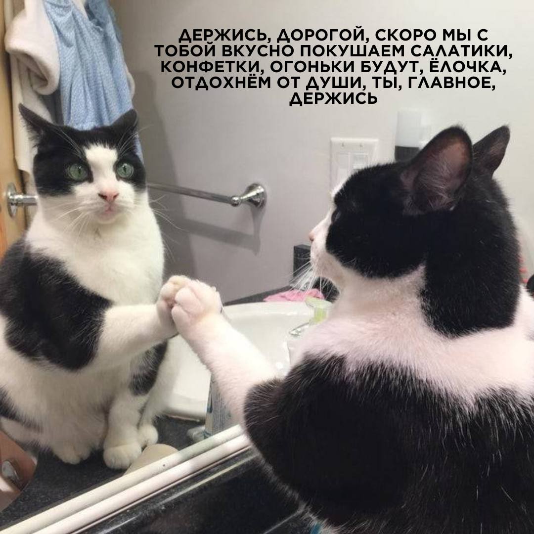 У кого состояние «этот кот»? image preview